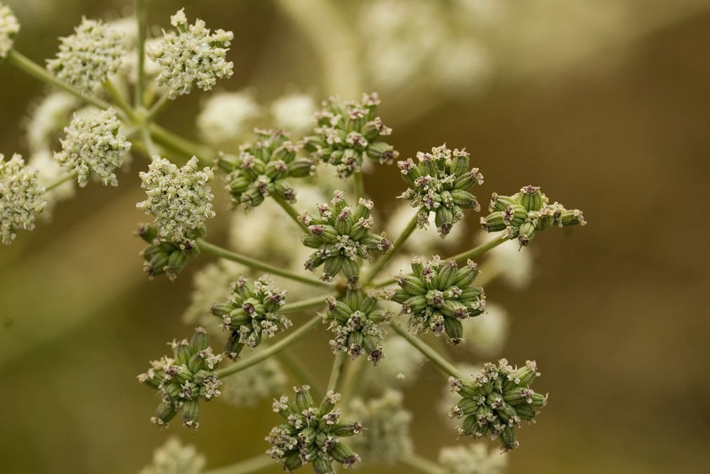 Seseli tortuosum / Finocchiella mediterranea